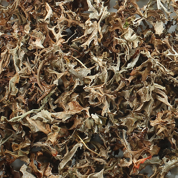 BIO Isländisch Moos, geschnitten